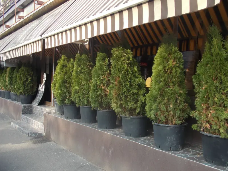 Restaurant nuntă Teleorman – Replik